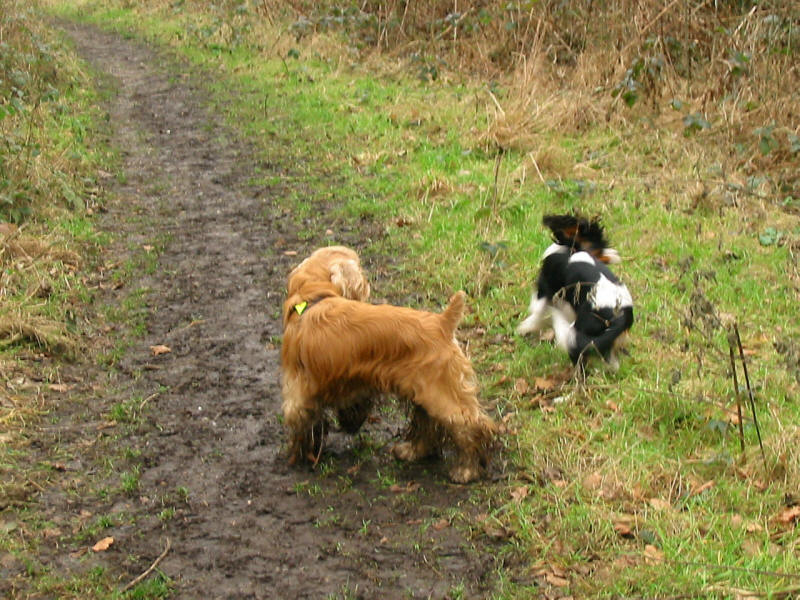 Dogs on London Loop path