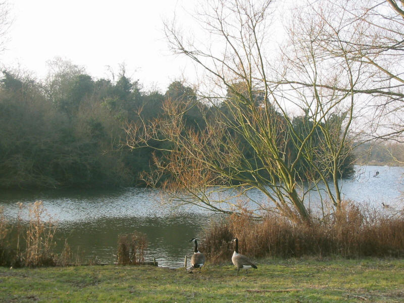 Canada geese in Hainault Forest Country Park