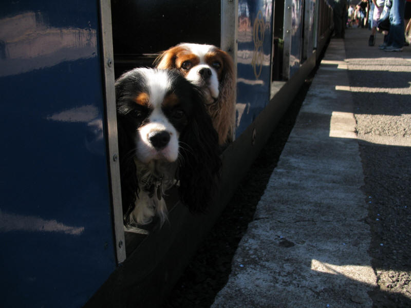 Dogs on Ravenglass and Eskdale Railway
