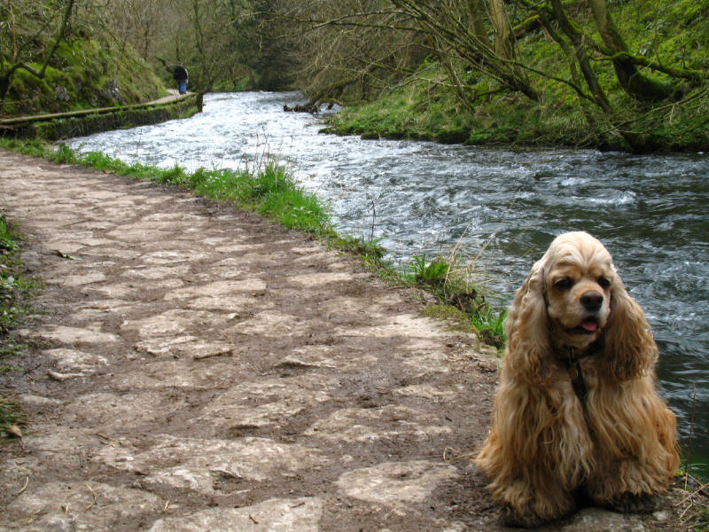 George by the River Dove