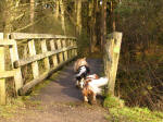 Crossing the Little Ouse into Norfolk on the Peddars Way