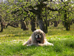 George by an orchard on the North Downs Way