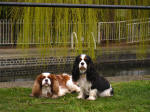 Dogs by the Grand Union Canal at Rickmansworth