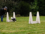 Ellie learning Flyball during the Barking Mad dog weekend