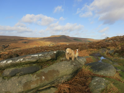 George, Lottie and Hathersage Moor in the Peak District