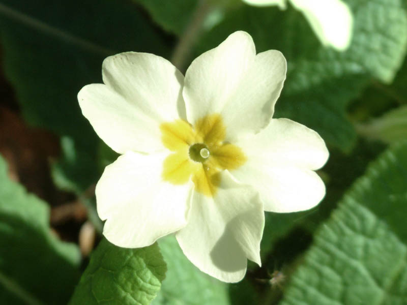 A primrose (click for larger photo)