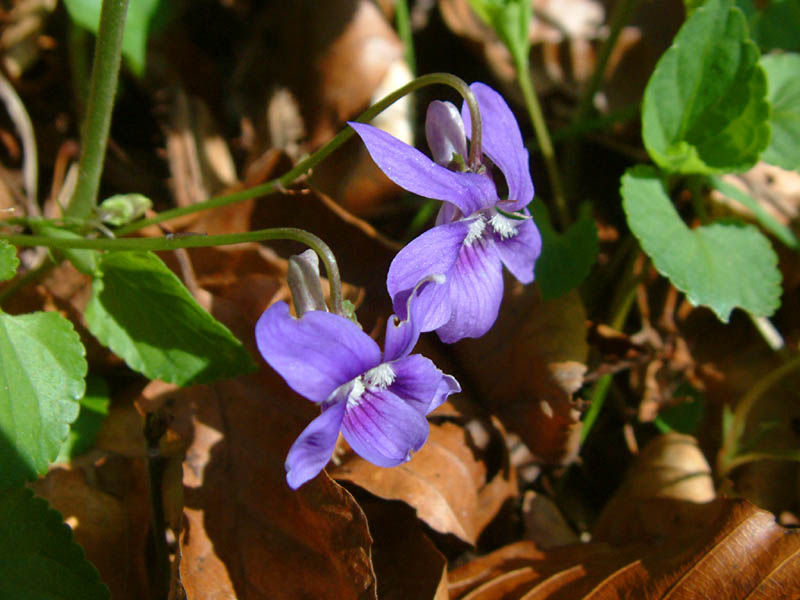 Violets (click for larger photo)