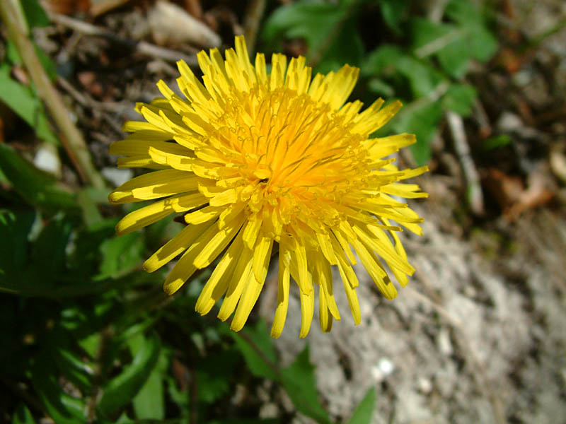 A dandelion (click for larger photo)