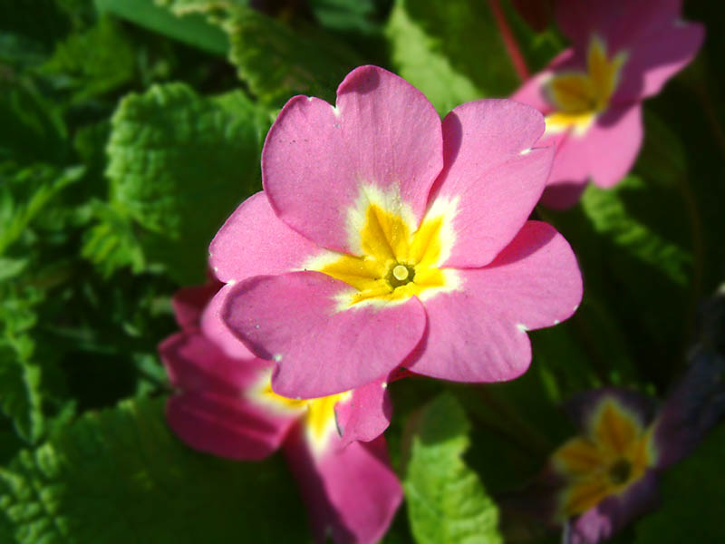 Another primrose (click for larger photo)