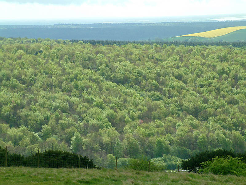 View from Butser Hill in Hampshire