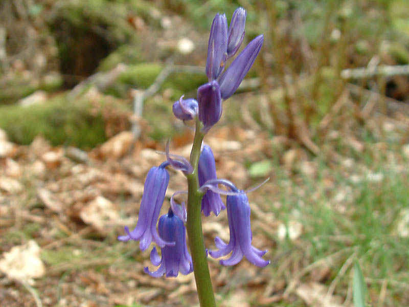 Bluebell in the wood on Blackdown
