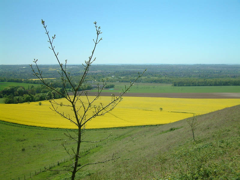View from North Downs Way near Detling