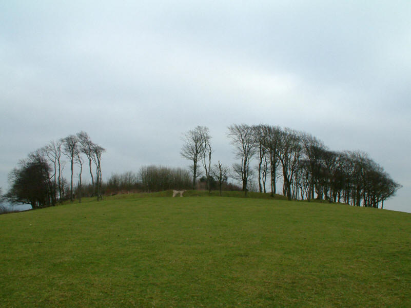 Beech trees of Chanctonbury Ring