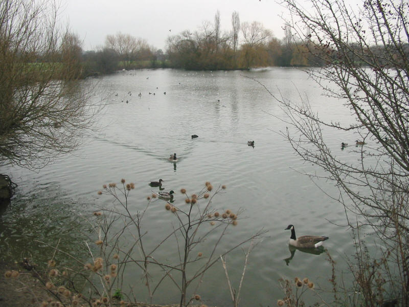 lake formed from gravel pit near M11 on London Loop