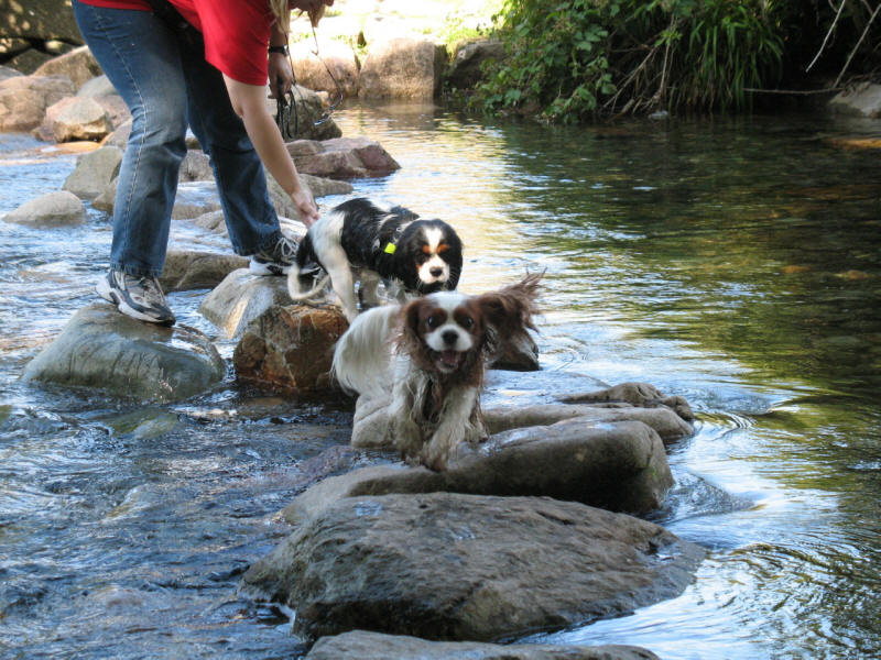 Dogs on stepping stones