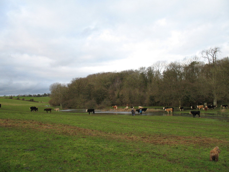 Cattle at Thames Head on the River Thames