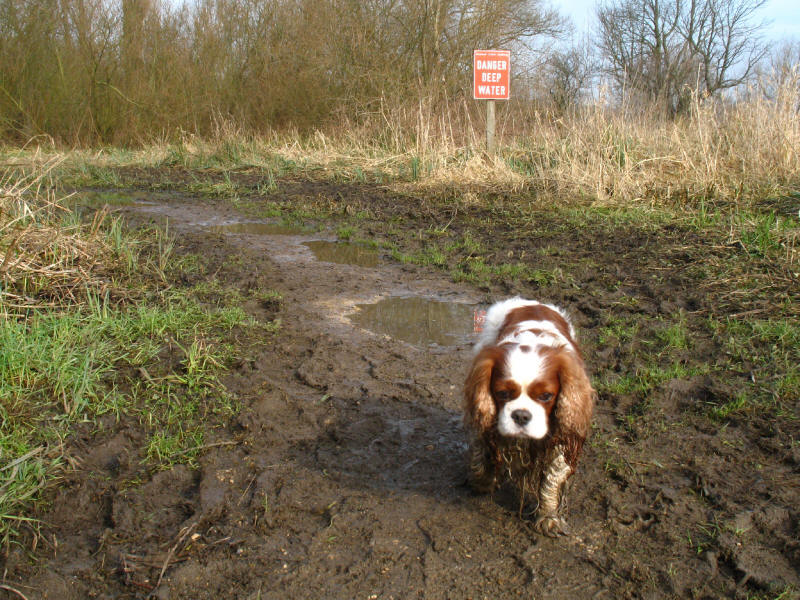 Henry on a muddy Thames Path near Shiplake