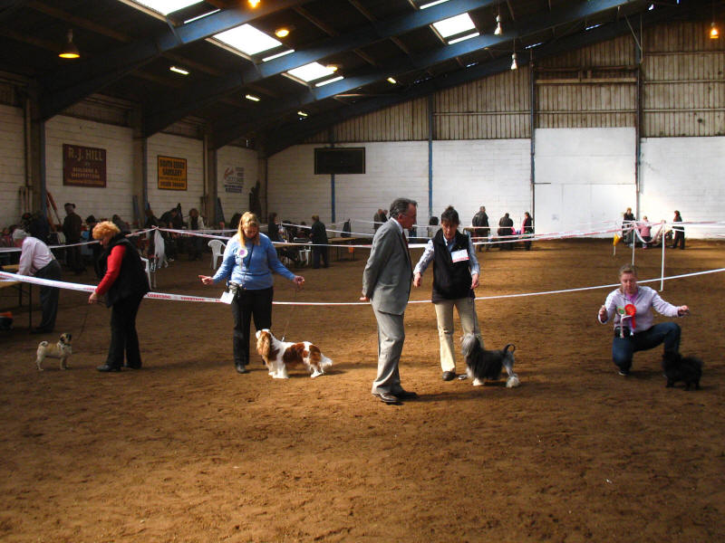 Toy Group judging at the Normidca dog show