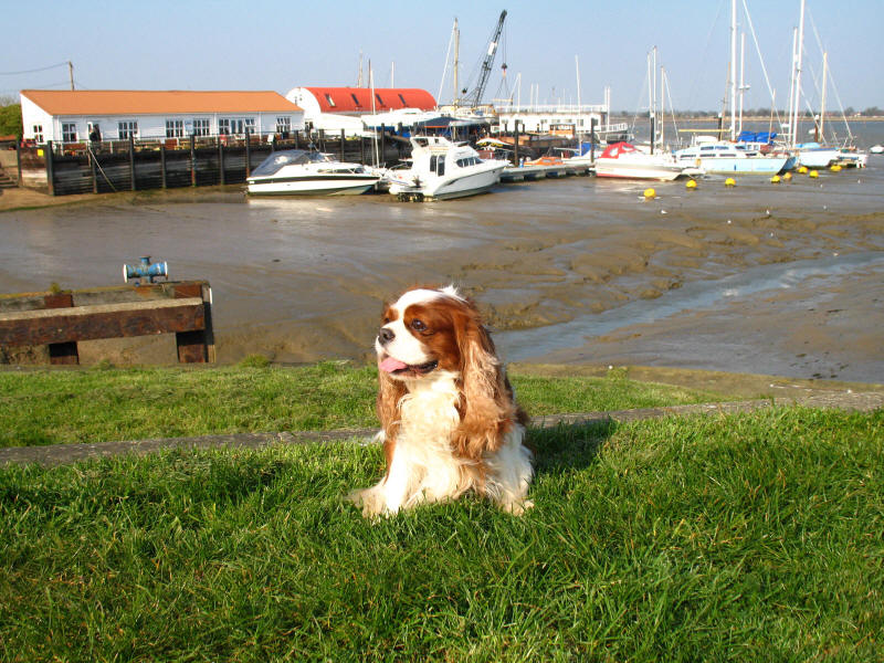 Henry by the entrance channel to the Chelmer and Blackwater Navigation