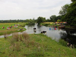 Picnickers, canoeists, rowers and cows share the River Stour near Dedham Mill