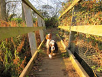Ellie and Hetty on a footbridge on the Mid-Suffolk Footpath