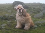 George on Titterstone Clee Hill