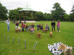 Pupapalooza dog party in Greenwich Park