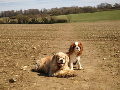 George and Lottie on the North Downs Way Canterbury Loop