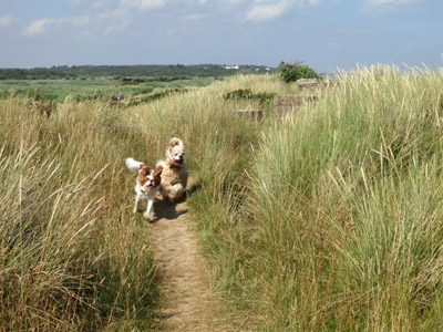 Happy dogs by the sea at Minsmere