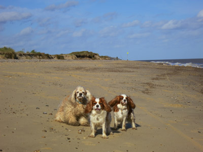 George, Lottie and Hetty on the beach north of Benacre